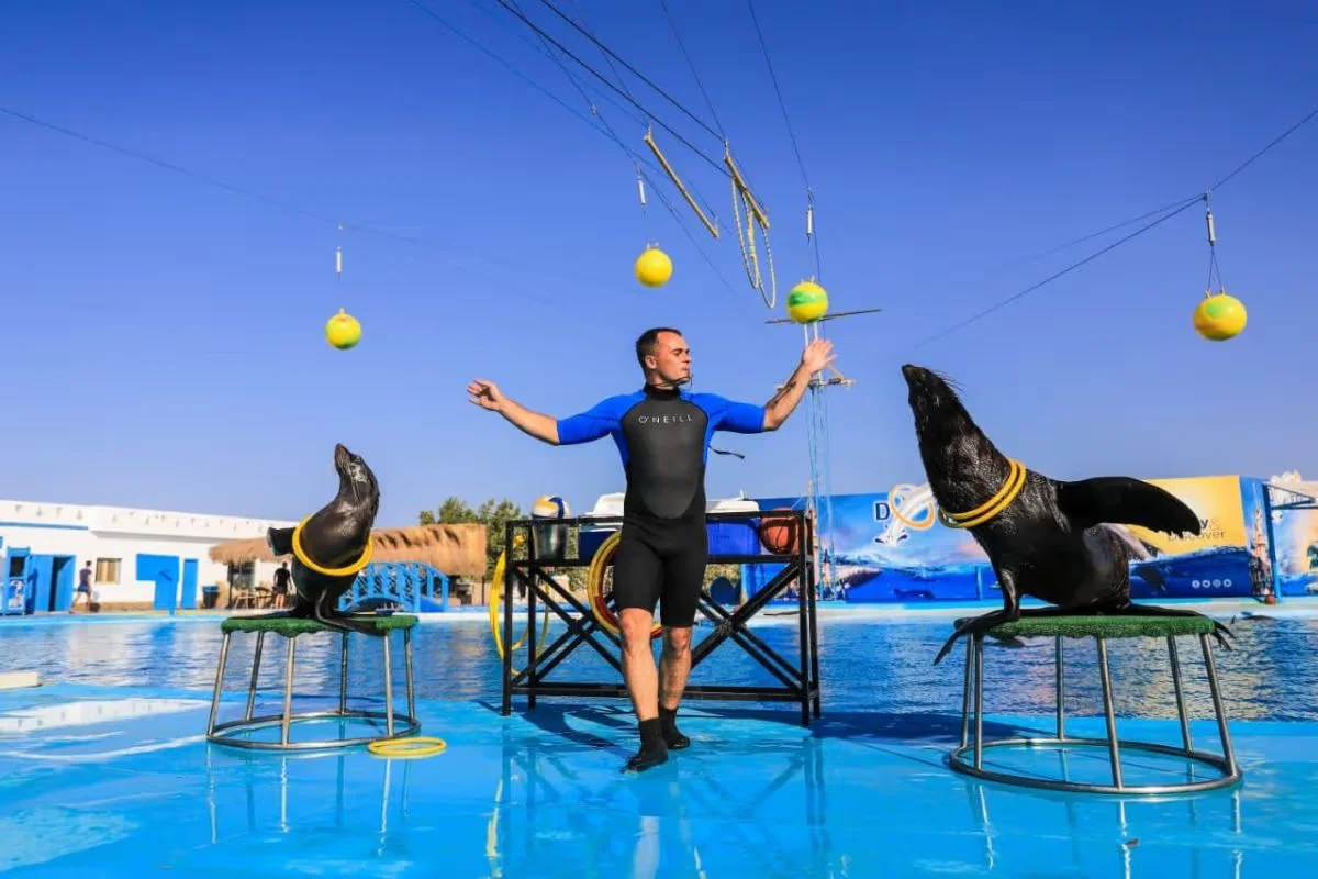 Dolphin Show