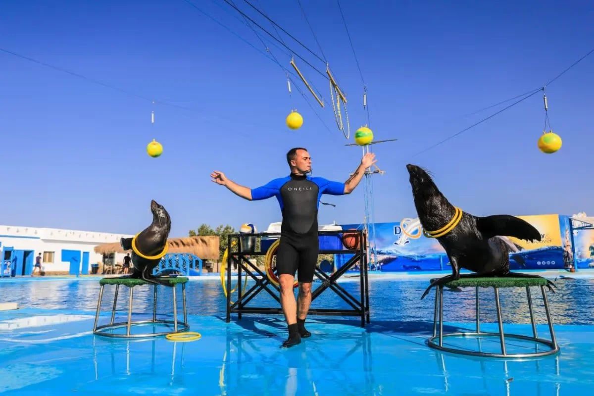 Dolphin Show